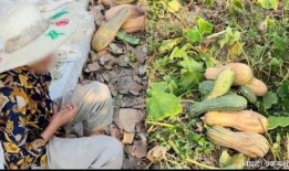 礼县网红吃瓜事件视频播放,视频播放引发网友热议