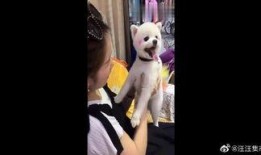 马蓉爆料鹿晗视频大全集,鹿晗视频大全集曝光背后的真相