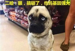 巴哥爆料娜美视频大全集,娜美视频大全集精彩瞬间回顾