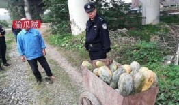 礼县网红吃瓜事件视频播放,视频播放引发网友热议