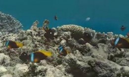 海底怪客在线观看,揭秘海底怪客惊悚之旅