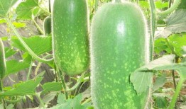 免费吃瓜qq图集大全