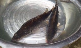 鳜鱼养殖爆料图片欣赏视频,揭秘高效养殖奥秘