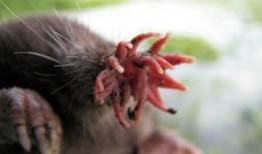 娱乐吃瓜酱的作品鼠体蜈蚣,娱乐吃瓜酱的惊悚奇幻之作