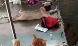 巴哥爆料娜美视频大全集,娜美视频大全集精彩瞬间回顾