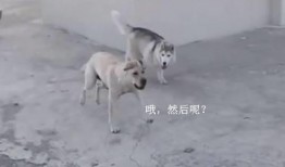 姿态爆料大狗视频大全,视频大全揭秘萌宠日常
