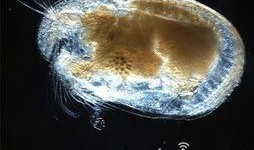 巨大精子在线观看,揭秘巨大精子在线观看之旅